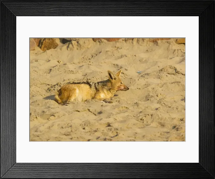 Framed Print : Black-backed Jackal - ill with distemper Framed Print : Black-backed Jackal - ill with distemper