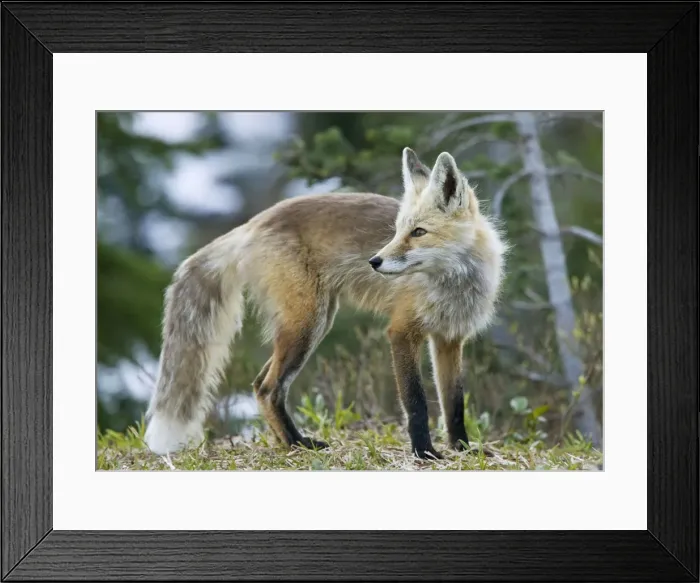 Framed Print : Cascade Red Fox / Silver Phase Red Fox on Mount Rainier, Cascade Mountains, Washington Framed Print : Cascade Red Fox / Silver Phase Red Fox on Mount Rainier, Cascade Mountains, Washington