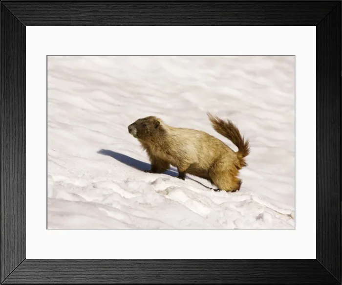 Framed Print : Hoary marmot (Marmota caligata) on snow patch, high on Mount Rainier, Cascade Mountains, Washington Framed Print : Hoary marmot (Marmota caligata) on snow patch, high on Mount Rainier, Cascade Mountains, Washington