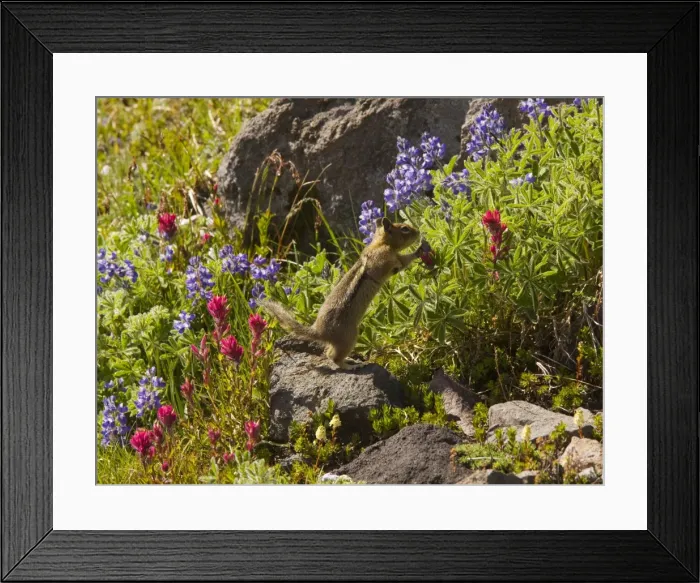 Framed Print : Golden-mantled Ground Squirrel (Spermophilus lateralis) feeding among lupines and Magenta paintbrushes on Mount Rainier, Cascade Mountains, Washington Framed Print : Golden-mantled Ground Squirrel (Spermophilus lateralis) feeding among lupines and Magenta paintbrushes on Mount Rainier, Cascade Mountains, Washington