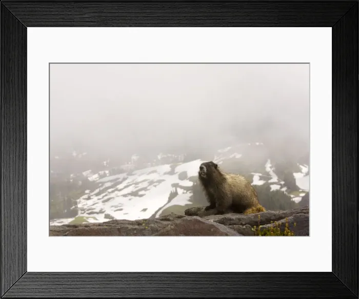 Framed Print : Hoary marmot (Marmota caligata) with snowy slopes beyond, on Mount Rainier, Cascade Mountains, Washington Framed Print : Hoary marmot (Marmota caligata) with snowy slopes beyond, on Mount Rainier, Cascade Mountains, Washington