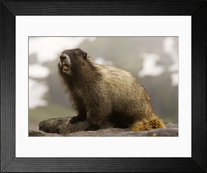 Framed Print : Hoary marmot (Marmota caligata) on Mount Rainier, Cascade Mountains, Washington Framed Print : Hoary marmot (Marmota caligata) on Mount Rainier, Cascade Mountains, Washington