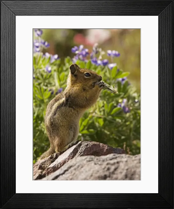 Framed Print : Golden-mantled Ground Squirrel (Spermophilus lateralis) feeding among lupines and Magenta paintbrushes on Mount Rainier, Cascade Mountains, Washington Framed Print : Golden-mantled Ground Squirrel (Spermophilus lateralis) feeding among lupines and Magenta paintbrushes on Mount Rainier, Cascade Mountains, Washington