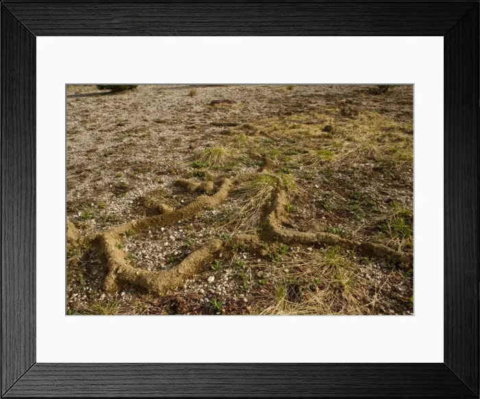 Framed Print : Burrows of a mountain Pocket Gopher (Thomomys sp) in alpine meadow near Sisters, Cascade Mountains, Oregon Framed Print : Burrows of a mountain Pocket Gopher (Thomomys sp) in alpine meadow near Sisters, Cascade Mountains, Oregon