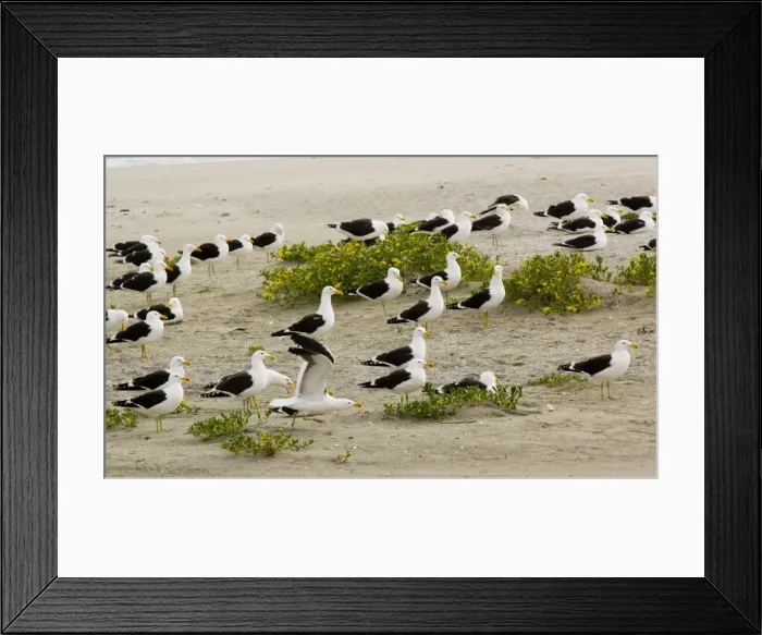 Framed Print : Flock of Cape Gulls, a form of Kelp Gull (Larus dominicanus vetula) on the beach, West Coast, Cape, South Africa Framed Print : Flock of Cape Gulls, a form of Kelp Gull (Larus dominicanus vetula) on the beach, West Coast, Cape, South Africa