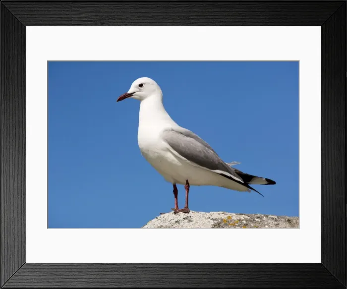 Framed Print : Hartlaub's Gull / King Gull, (Larus hartlaubii) Postberg, West Coast National Park, Western Cape, South Africa Framed Print : Hartlaub's Gull / King Gull, (Larus hartlaubii) Postberg, West Coast National Park, Western Cape, South Africa