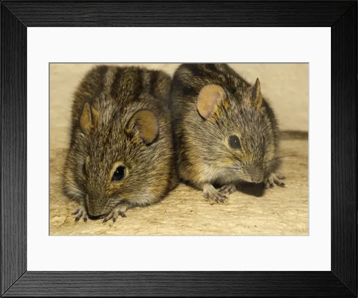 Framed Print : Striped Mouse (Rhabdomys pumilio), Cape, South Africa