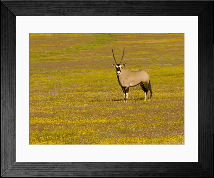 Framed Print : Oryx / Gemsbok - amongst spring flowers in the Goegap Reserve, near Springbok, Namaqua Desert, South Africa Framed Print : Oryx / Gemsbok - amongst spring flowers in the Goegap Reserve, near Springbok, Namaqua Desert, South Africa