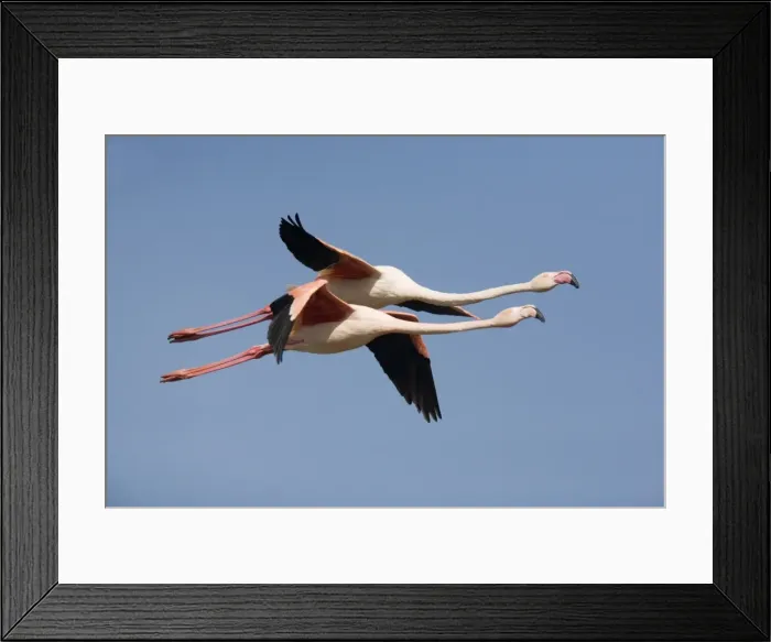 Framed Print : Greater Flamingo - in flight - Camargue Framed Print : Greater Flamingo - in flight - Camargue