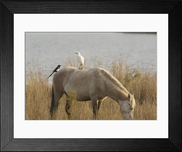 Framed Print : Cattle Egret (Bubulcus ibis) and Magpie (Pica pica) on Camargue horse, Camargue, France Framed Print : Cattle Egret (Bubulcus ibis) and Magpie (Pica pica) on Camargue horse, Camargue, France