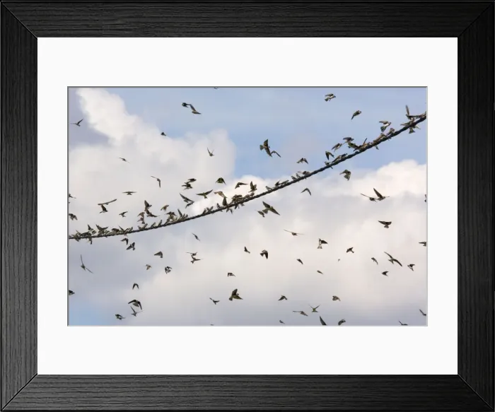 Framed Print : Sand Martins - Large flock gathering on wire. Brenne, France Framed Print : Sand Martins - Large flock gathering on wire. Brenne, France