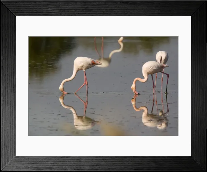 Framed Print : Greater Flamingo - Feeding - Camargue Framed Print : Greater Flamingo - Feeding - Camargue