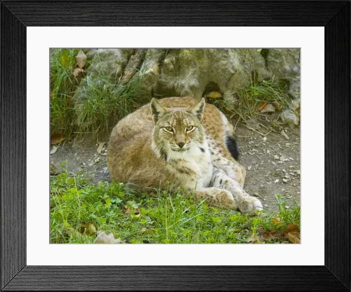 Framed Print : Lynx (Lynx lynx); rare in France, re-introduced into Vosges / Jura area