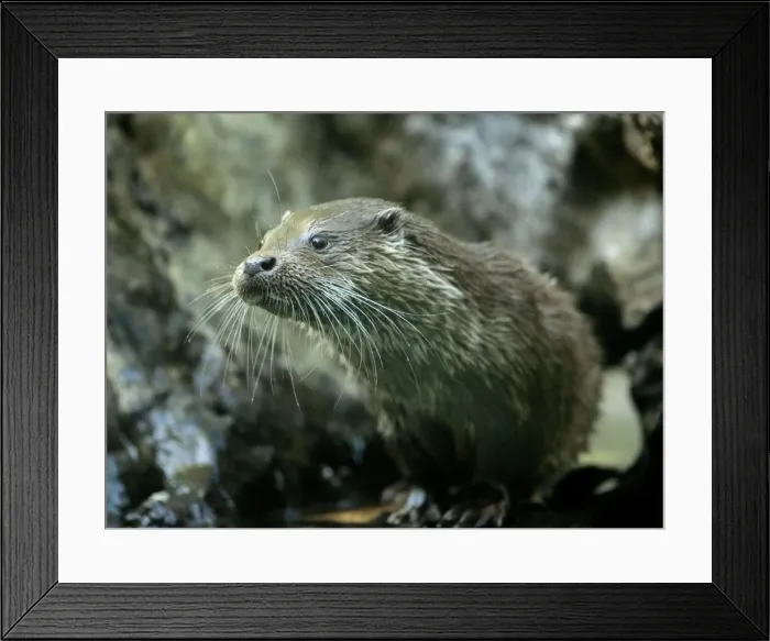 Framed Print : Otter (Lutra lutra) hunting Framed Print : Otter (Lutra lutra) hunting