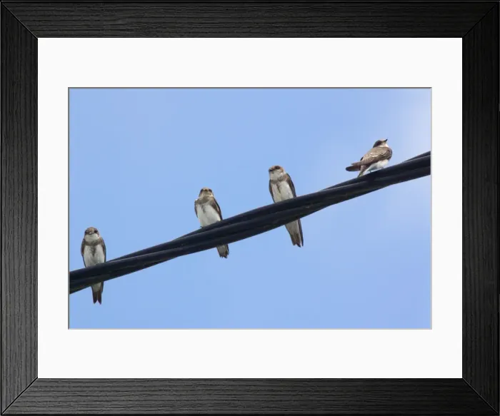 Framed Print : Sand Martins - Perched on wire - Brenne, France Framed Print : Sand Martins - Perched on wire - Brenne, France