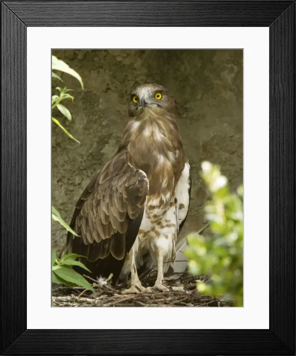 Framed Print : Short-toed Eagle Framed Print : Short-toed Eagle