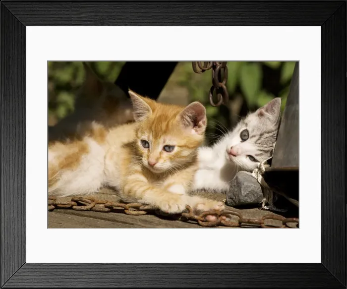 Framed Print : Cat - Kittens playing in farm courtyard, Saxon village, Romania Framed Print : Cat - Kittens playing in farm courtyard, Saxon village, Romania