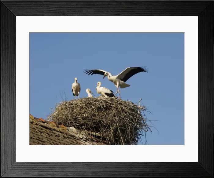 Framed Print : White Storks - nesting on the roof in the Transylvania area, Romania Framed Print : White Storks - nesting on the roof in the Transylvania area, Romania