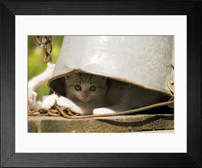 Framed Print : Kittens - Hiding under old metal bucket - Saxon village, Romania Framed Print : Kittens - Hiding under old metal bucket - Saxon village, Romania