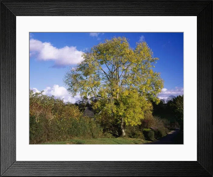Framed Print : Ash Tree - in autumn colour Fritham, New Forest, Hampshire, UK Framed Print : Ash Tree - in autumn colour Fritham, New Forest, Hampshire, UK