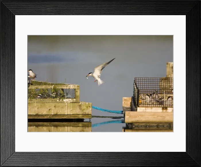 Framed Print : Common Tern Framed Print : Common Tern
