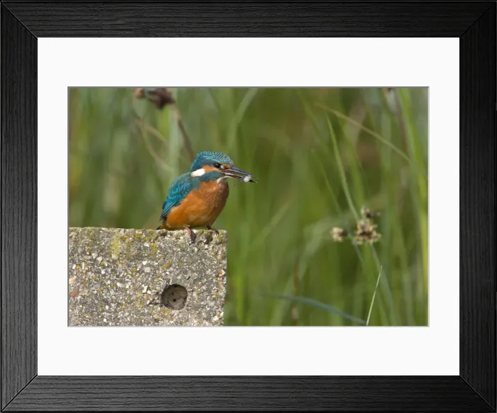 Framed Print : Kingfisher Immature bird grasping a stickleback. Haverton Hole, Cleveland. UK Framed Print : Kingfisher Immature bird grasping a stickleback. Haverton Hole, Cleveland. UK