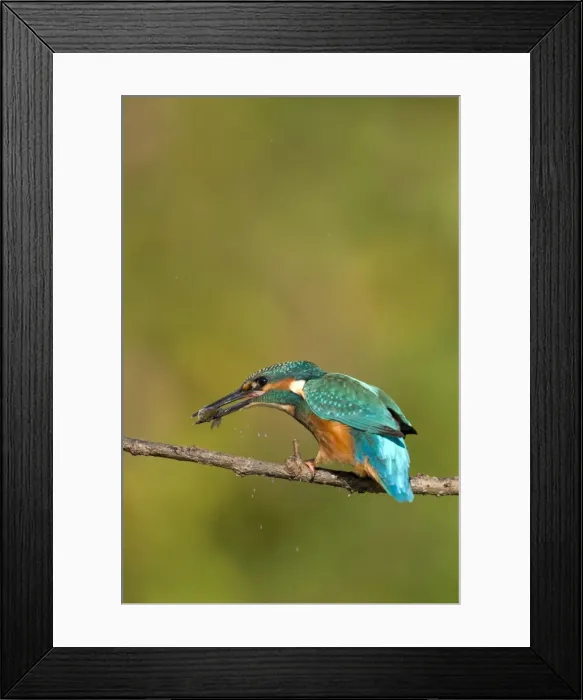 Framed Print : Kingfisher Killing a freshly caught minnow by beating it against the branch. River Leven, Cleveland. UK Framed Print : Kingfisher Killing a freshly caught minnow by beating it against the branch. River Leven, Cleveland. UK