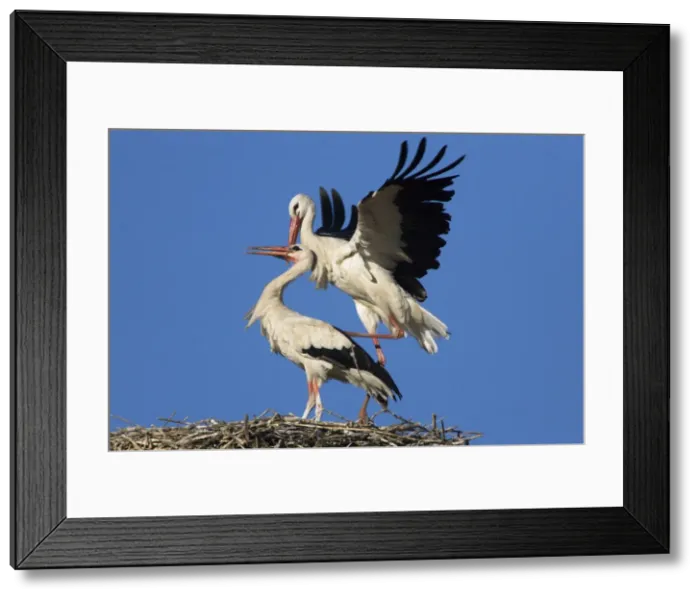 Framed Print : White Stork-Two courting adult birds showing copulation-Manzanares el Real-Spain Framed Print : White Stork-Two courting adult birds showing copulation-Manzanares el Real-Spain