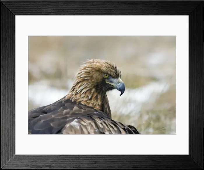 Framed Print : Golden Eagle Framed Print : Golden Eagle