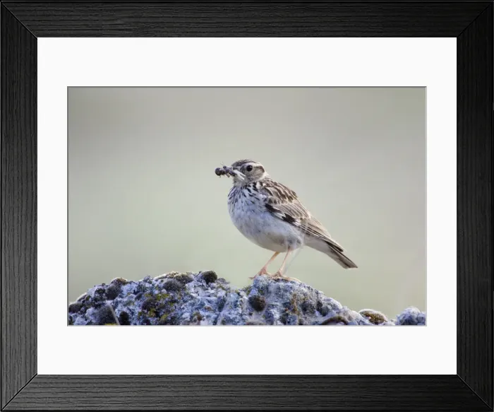 Framed Print : Tree Pipit-Adult bird carrying a beak full of insects to its nestlings-Spain Framed Print : Tree Pipit-Adult bird carrying a beak full of insects to its nestlings-Spain