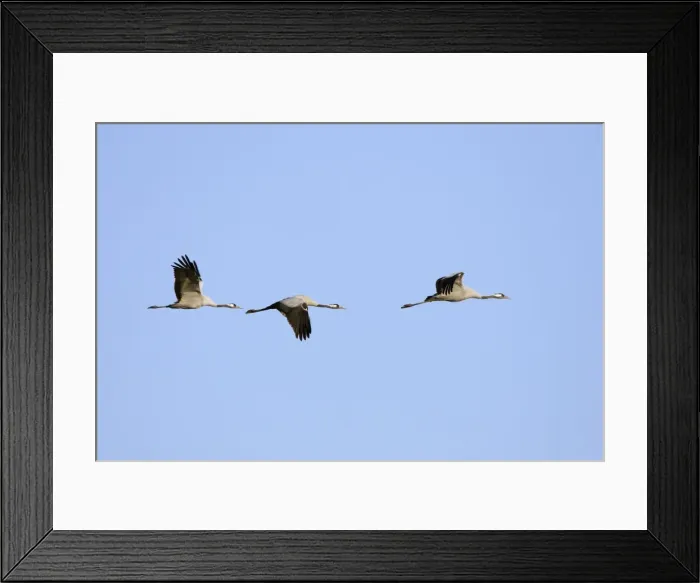 Framed Print : Common Crane-Three birds flying-Extremadura-Spain Framed Print : Common Crane-Three birds flying-Extremadura-Spain