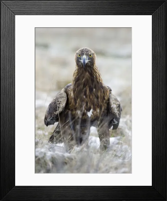 Framed Print : Golden Eagle Framed Print : Golden Eagle