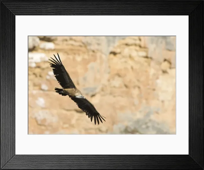 Framed Print : European Griffon Vulture - In flight in front of rock face - Spain Framed Print : European Griffon Vulture - In flight in front of rock face - Spain