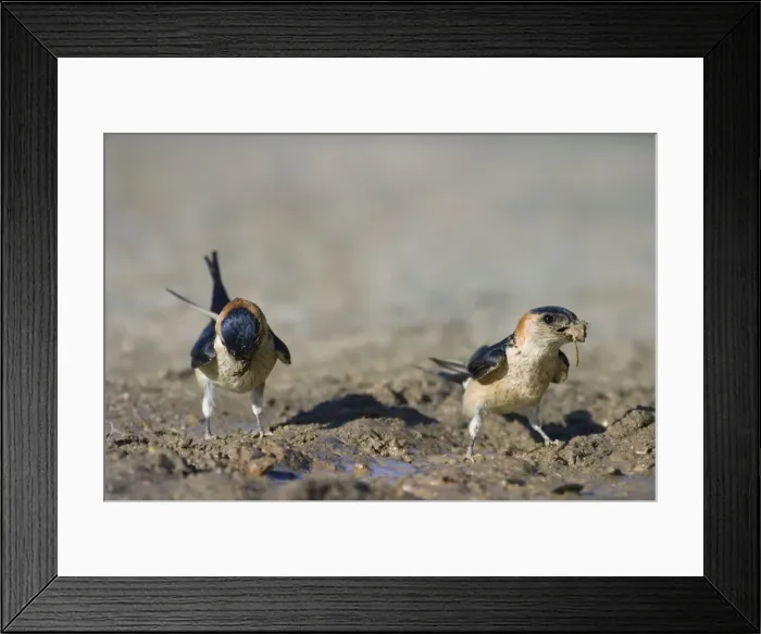 Framed Print : Red-rumped Swallow Framed Print : Red-rumped Swallow