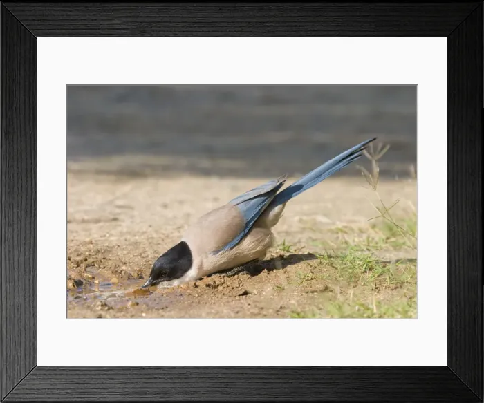 Framed Print : Azure-winged Magpie - Adult drinking from puddle of water - Extremadura - Spain Framed Print : Azure-winged Magpie - Adult drinking from puddle of water - Extremadura - Spain