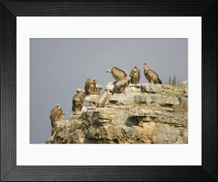 Framed Print : European Griffon Vulture - Group of vultures resting on high cliff-ledge - Spain Framed Print : European Griffon Vulture - Group of vultures resting on high cliff-ledge - Spain