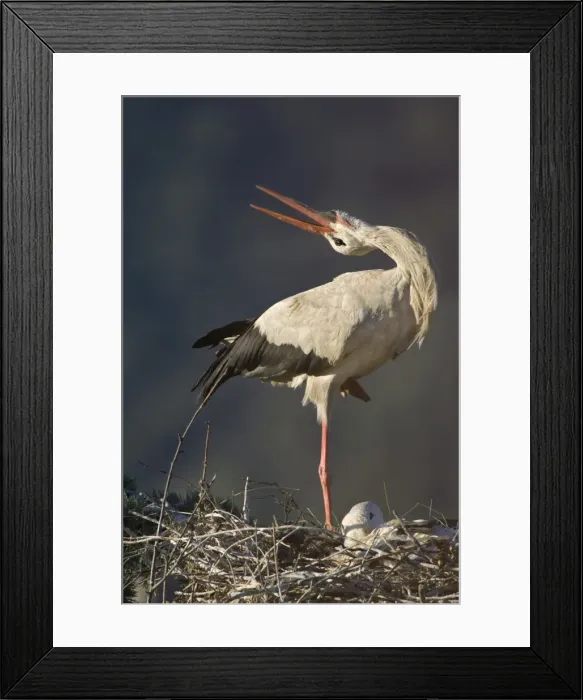 Framed Print : White Stork-Adult bird in courtship display showing the ritualistic throwing back of head-Manzanares el Real-Spain Framed Print : White Stork-Adult bird in courtship display showing the ritualistic throwing back of head-Manzanares el Real-Spain