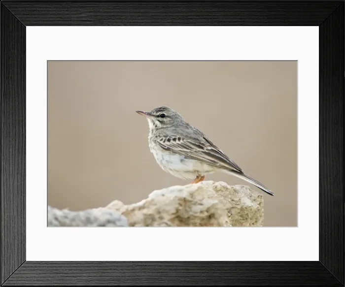 Framed Print : Tree Pipit-Perched on a stone-Spain Framed Print : Tree Pipit-Perched on a stone-Spain