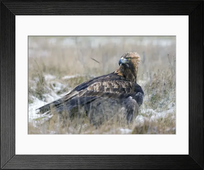 Framed Print : Golden Eagle Framed Print : Golden Eagle