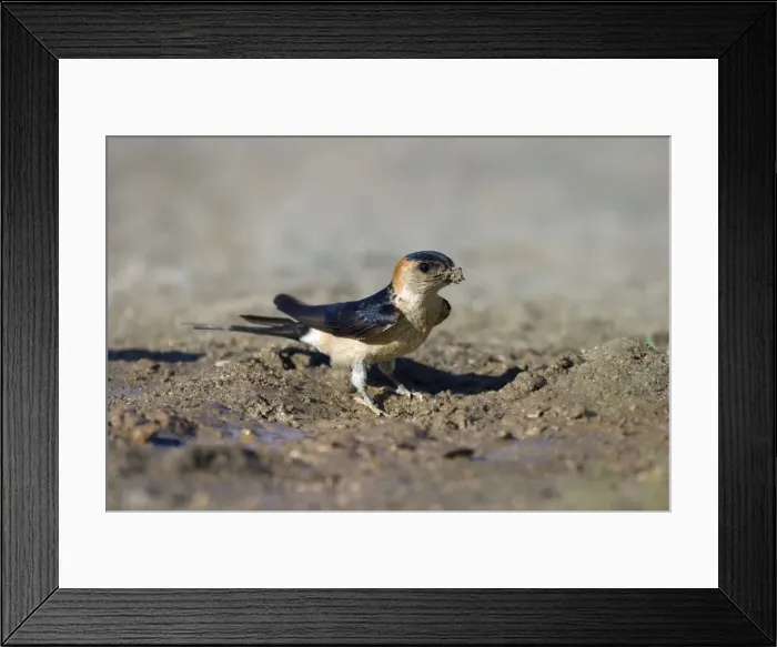 Framed Print : Red-rumped Swallow Framed Print : Red-rumped Swallow