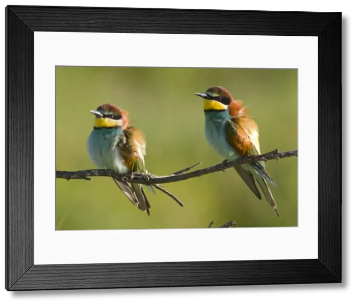 Framed Print : European Bee-Eater - Two birds perched near nest site - Extremadura - Spain Framed Print : European Bee-Eater - Two birds perched near nest site - Extremadura - Spain