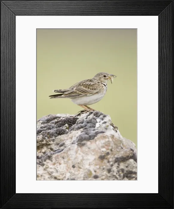 Framed Print : Calandra Lark Framed Print : Calandra Lark