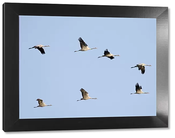 Common Crane-Seven birds flying-Extremadura-Spain