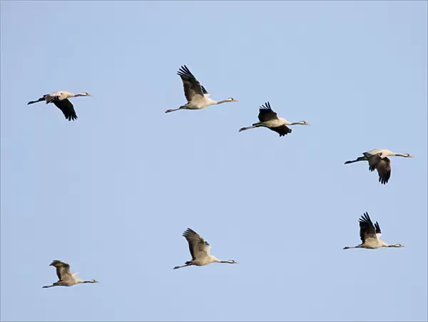 Common Crane-Seven birds flying-Extremadura-Spain