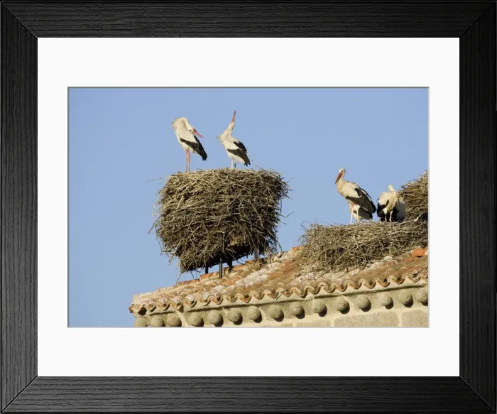 Framed Print : White Stork-Two adult birds in courtship display showing the ritualistic throwing back of head, shown on bell tower roof top nest site-Manzanares el Real-Spain Framed Print : White Stork-Two adult birds in courtship display showing the ritualistic throwing back of head, shown on bell tower roof top nest site-Manzanares el Real-Spain