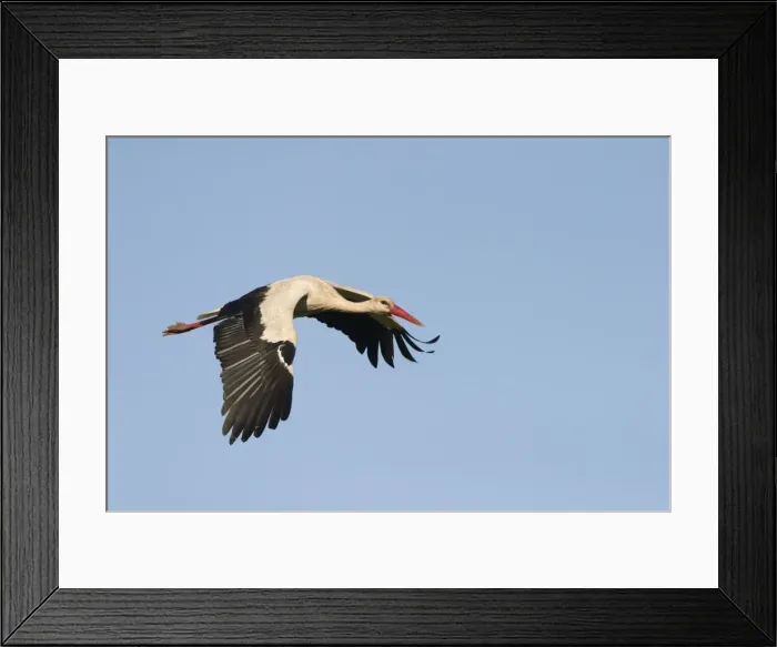 Framed Print : White Stork - In flight with a blue sky background - Extremadura - Spain Framed Print : White Stork - In flight with a blue sky background - Extremadura - Spain