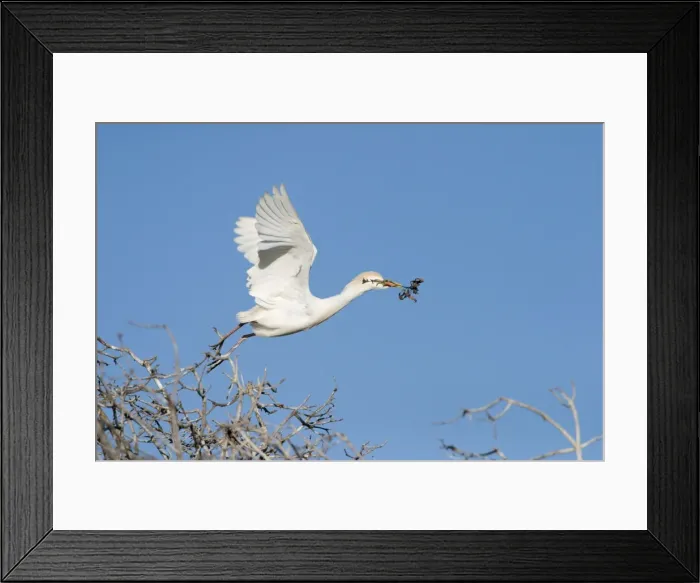 Framed Print : Cattle Egret - Gathering nest material - Extremadura - Spain Framed Print : Cattle Egret - Gathering nest material - Extremadura - Spain