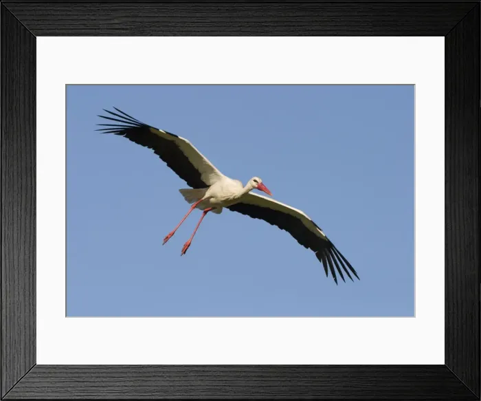Framed Print : White Stork - In flight with a blue sky background - Extremadura - Spain Framed Print : White Stork - In flight with a blue sky background - Extremadura - Spain