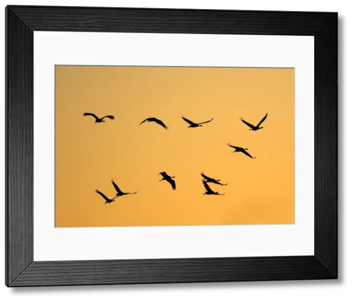Framed Print : Common Crane Framed Print : Common Crane