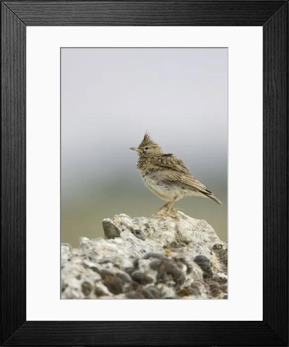 Framed Print : Crested Lark Framed Print : Crested Lark